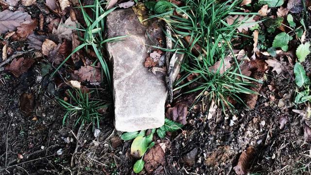 Dragon Tamer Adventures